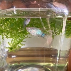 MIXプラティー 6匹と水草セット