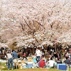 4/6(土)🌸お花見メンバー募集🌸暇な人来てください♪