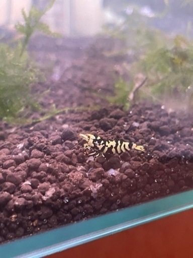 ブラックレガリアレックス、コンテストレベル、