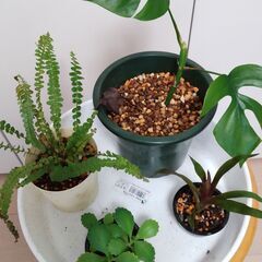 観葉植物　多肉植物　株分け　鉢植えの画像