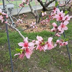 桃のお花見に来ませんか？