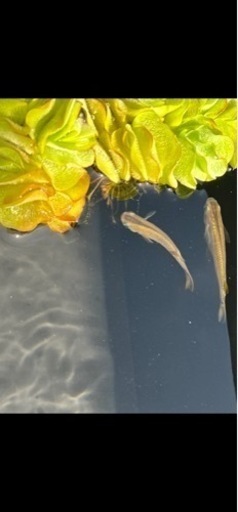 琉球ミナミメダカ