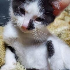保護猫ちゃんの里親さんを募集しています！