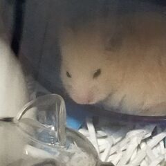 誠に勝手ではございますが、飼っていける自信がなくなってしまいました… - その他
