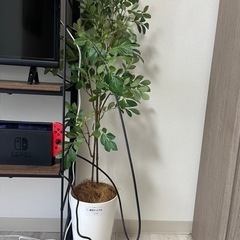 フェイクグリーン 観葉植物