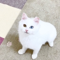 この子が野良猫なのよ！