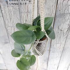 スキンダプサス オルモストシルバー プランツハンガー 観葉植物の画像