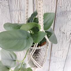 スキンダプサス オルモストシルバー プランツハンガー 観葉植物の画像