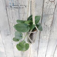 スキンダプサス オルモストシルバー プランツハンガー 観葉植物の画像