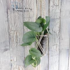 スキンダプサス オルモストシルバー プランツハンガー 観葉植物の画像