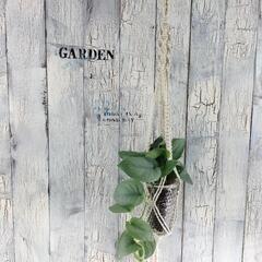 スキンダプサス オルモストシルバー プランツハンガー 観葉植物