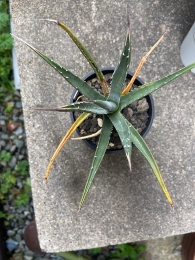アガベ　ユタエンシス　エボリスピナ　多肉植物　SNS鉢