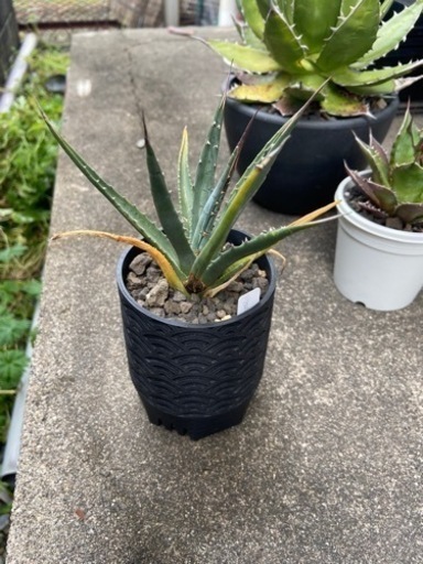アガベ　ユタエンシス　エボリスピナ　多肉植物　SNS鉢