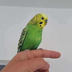 セキセイインコ　オス２羽