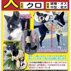 ●●●●●●中型犬探してます‼️●●●●●●