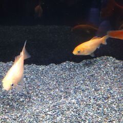 金魚（オレンジの和金）の里親募集　2匹
