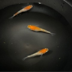 凛華紅白の画像