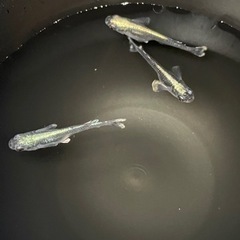 ブラックモルフォーの画像