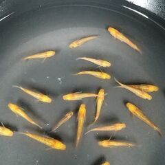 メダカ　レクリス売りますの画像