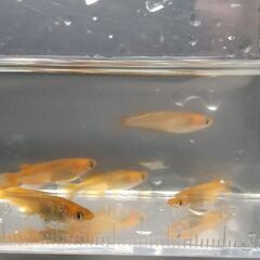 メダカ　レクリス売りますの画像