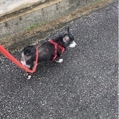 迷い犬保護しています！ - 沖縄市