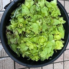長野県産ふきのとう100gごとに100円