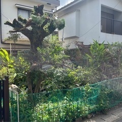 立木の撤去！大・小問わず！枝落とし！引き受けます！木の根撤去も可能！ - 鹿児島市