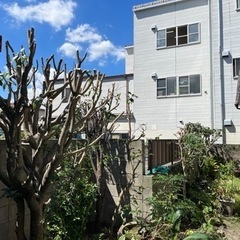 立木の撤去！大・小問わず！枝落とし！引き受けます！木の根撤去も可能！ − 鹿児島県