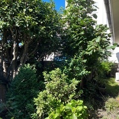 立木の撤去！大・小問わず！枝落とし！引き受けます！木の根撤去も可能！ - 剪定/造園
