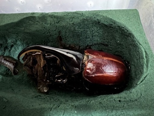 ヘラクレスオオカブト オスメスペア