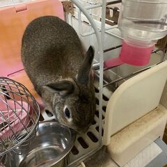ウサギちゃん　４才