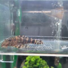 熱帯魚 タイガープレコ