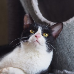 ハチワレの甘えん坊ノア君（三木多頭崩壊保護猫） - 神戸市