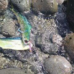 釣り仲間募集