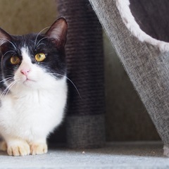 ハチワレの甘えん坊ノア君（三木多頭崩壊保護猫） - 里親募集