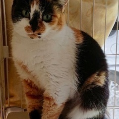 大人しくていい子です｡の画像