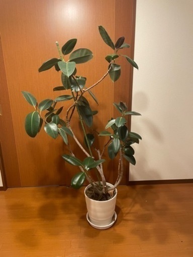 観葉植物　最終値下げ　出品今日まで