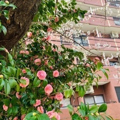 東京都多摩市の中国語教室～Z&W中国語教室の画像