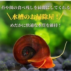 水槽清掃係レッドラムズホーン　沢山