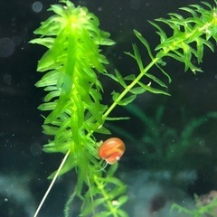 水槽清掃係レッドラムズホーン　の画像