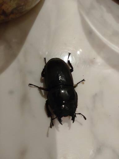 スマトラオオヒラタクワガタ♂♀ペア