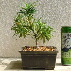 盆栽素材イヌマキの画像