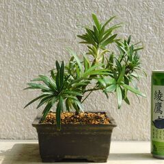 盆栽素材イヌマキの画像