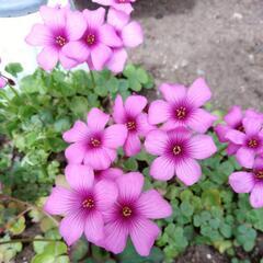 【草花】ムラサキカタバミ　球根大小100球くらい　オキザリスの仲間