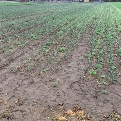 次回１２日開催致します。玉ねぎ畑の草取りしてもらえる方居ませんか？？