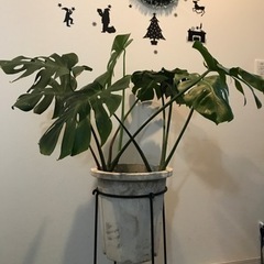 モンステラ② 観葉植物　大きい　健康　金運アップ