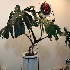 観葉植物　モンステラ① 大きい　健康　金運