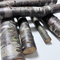 桜の枝　桜の木の画像