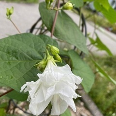 西洋あさがお　スプリットペタル　種の画像