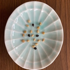 西洋あさがお　スプリットペタル　種の画像